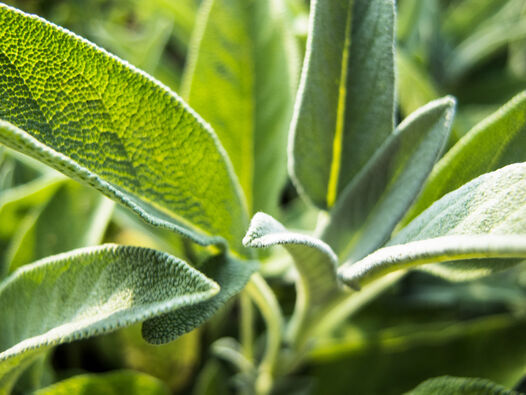 Salbei (Salvia officinalis) ©WALA Heilmittel GmbH